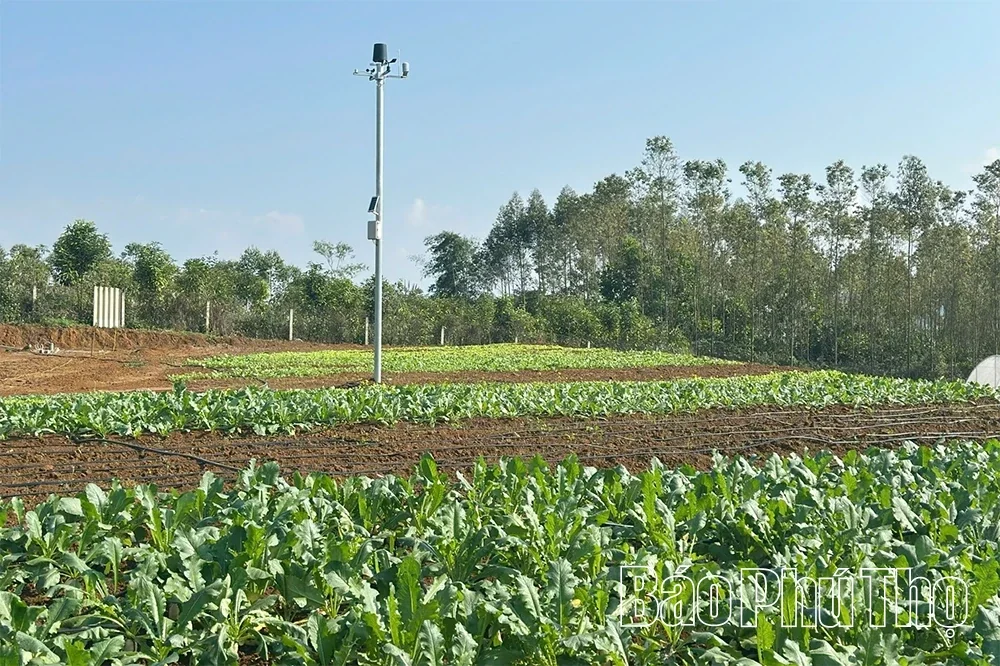 Developing Agricultural Cooperatives via Digital Transformation