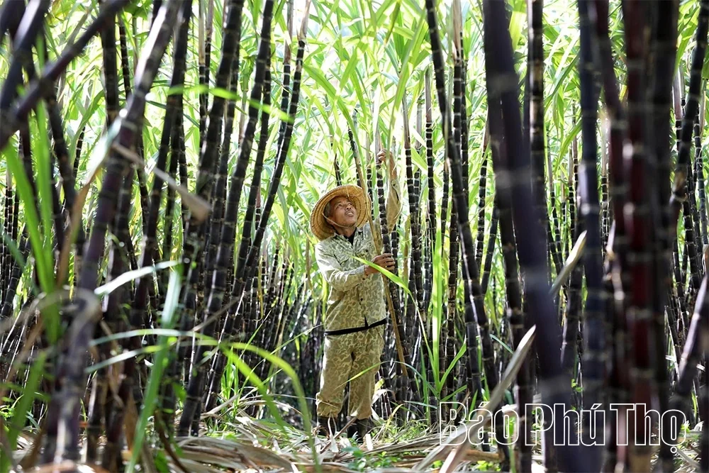 Phu Tho Implements Policies to Support Agricultural Production Development