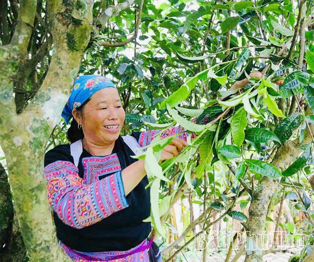 Phu Tho Integrates OCOP Products into the Tourism Value Chain