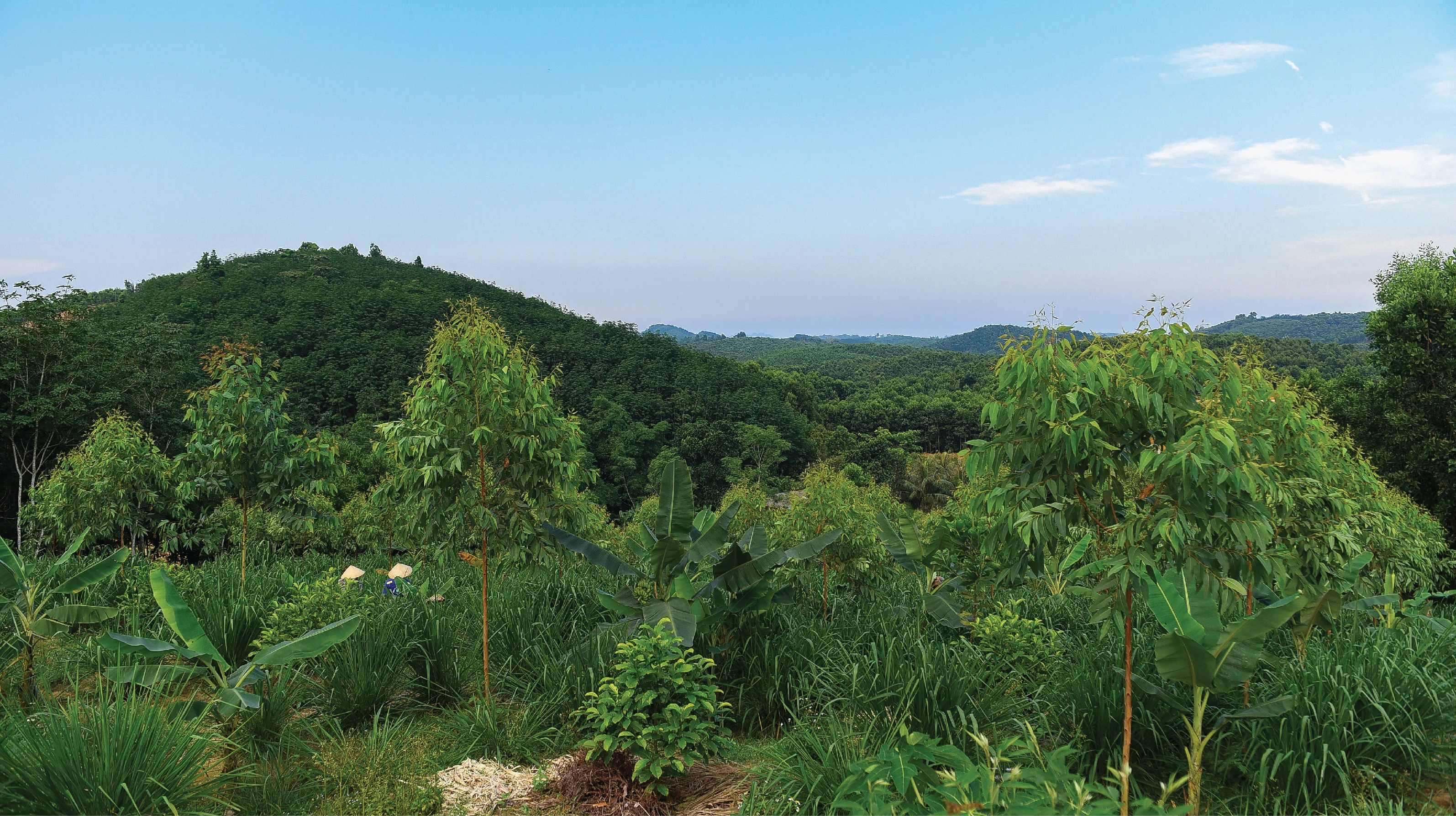 [E-Magazine] - Cô gái dân tộc Thổ và khát vọng hồi sinh những cánh rừng