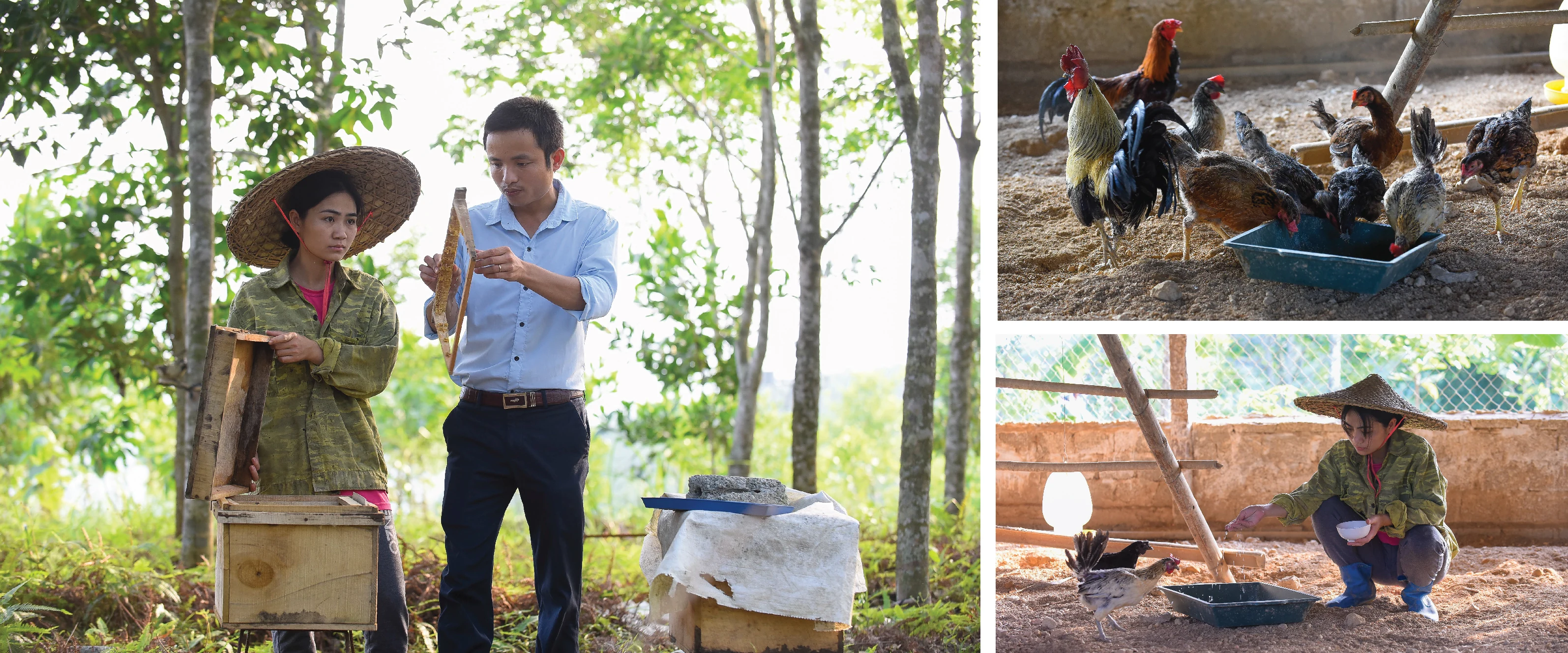 [E-Magazine] - Cô gái dân tộc Thổ và khát vọng hồi sinh những cánh rừng