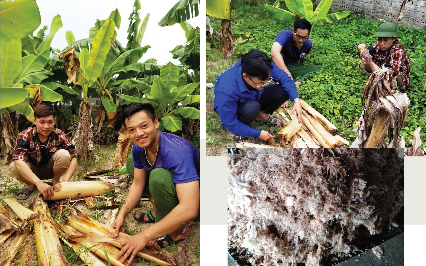 Những chàng trai với ý tưởng khởi nghiệp từ cây chuối