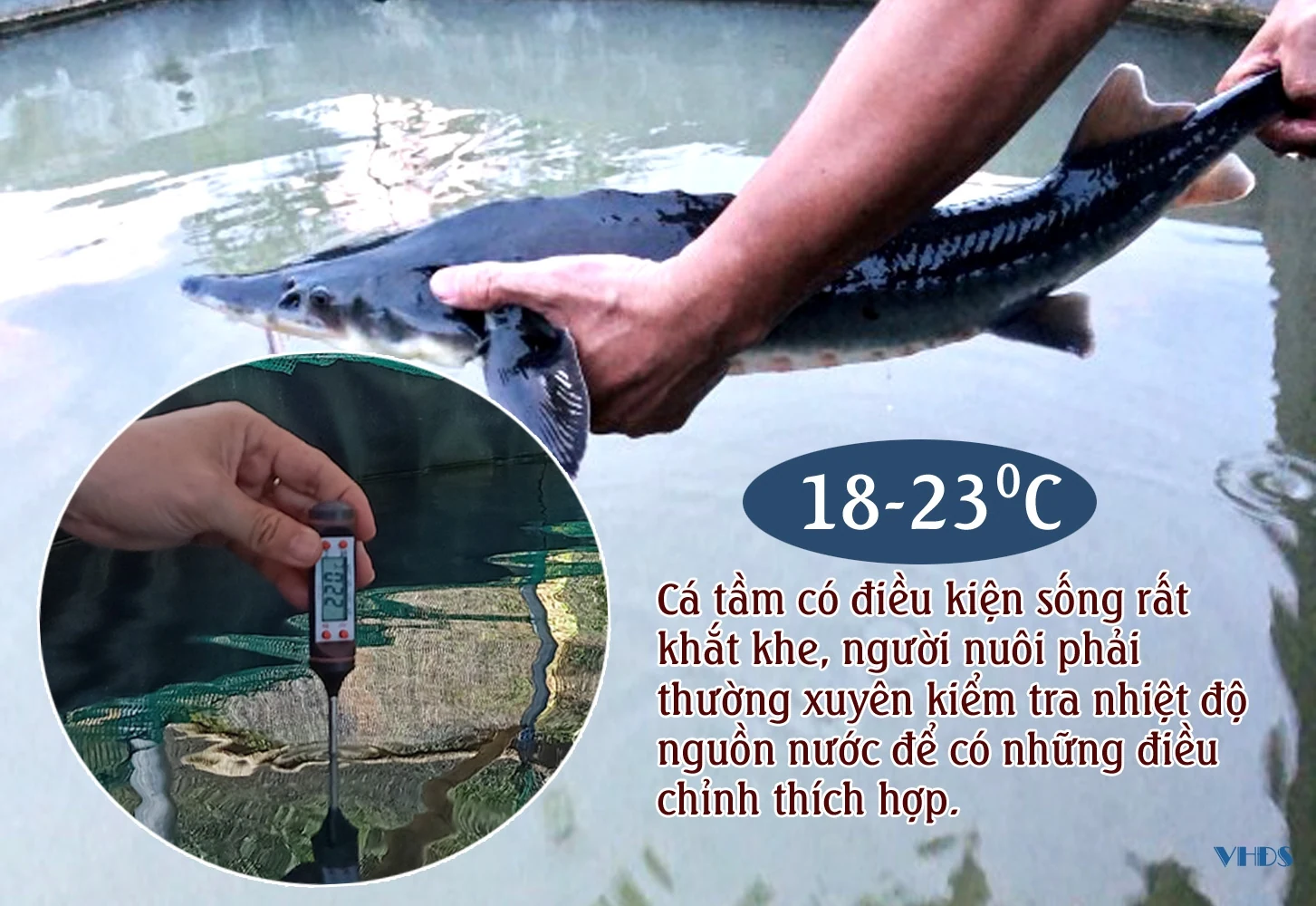 [E-Magazine] - Người đưa cá tầm lên suối Sủa