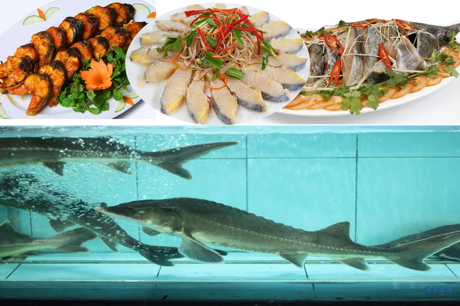 [E-Magazine] - Người đưa cá tầm lên suối Sủa