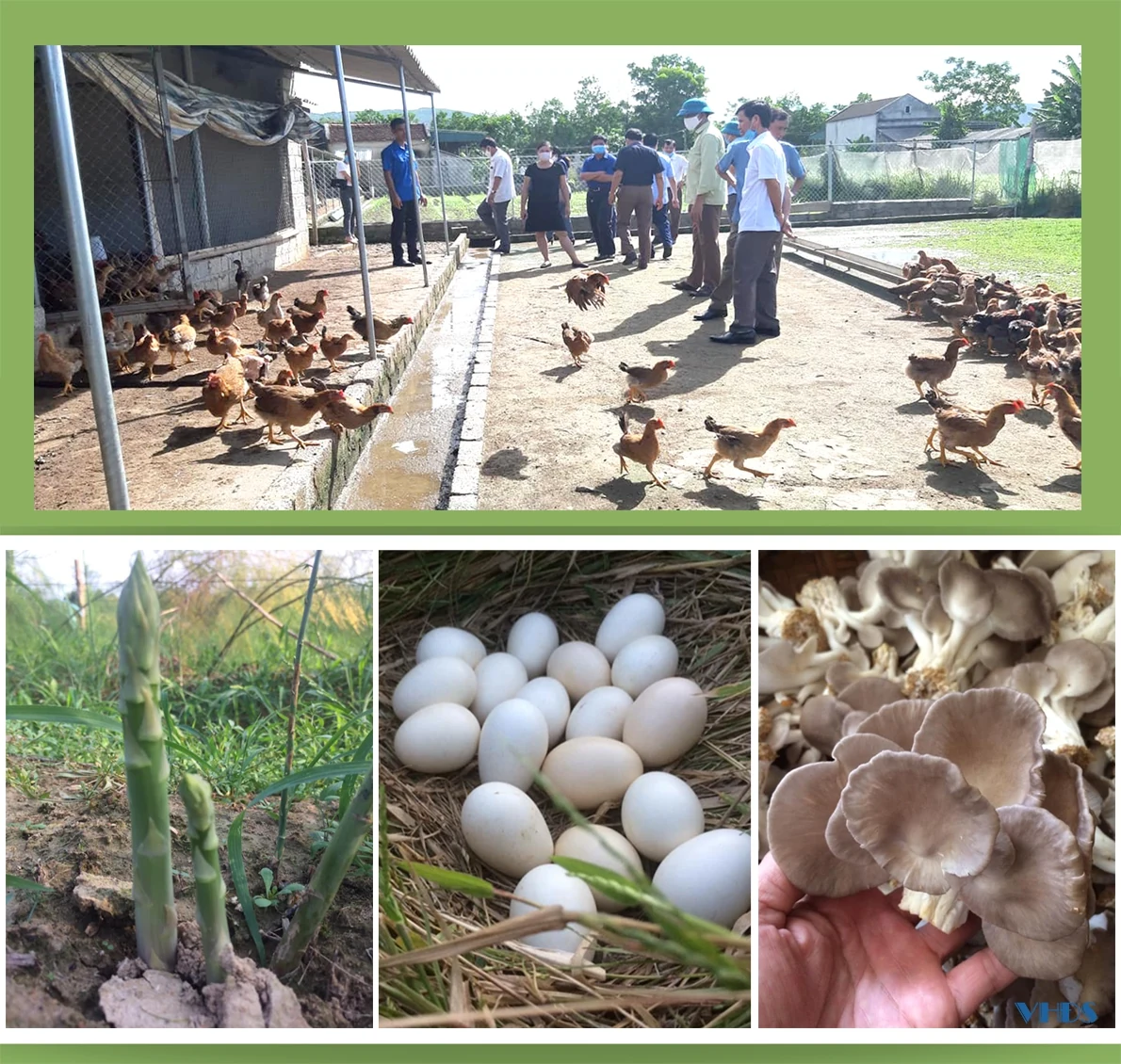 Chàng trai người Mường với giấc mơ phát triển nông nghiệp sạch