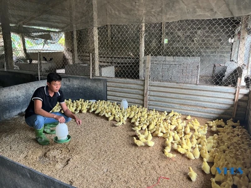 Gương thanh niên làm kinh tế giỏi ở xã Xuân Phong