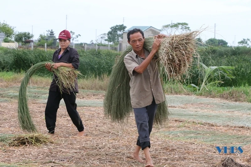 Nét đẹp nghề cói trên vùng đất Nga Sơn