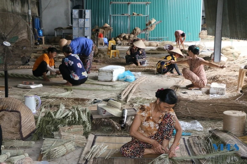 Nét đẹp nghề cói trên vùng đất Nga Sơn