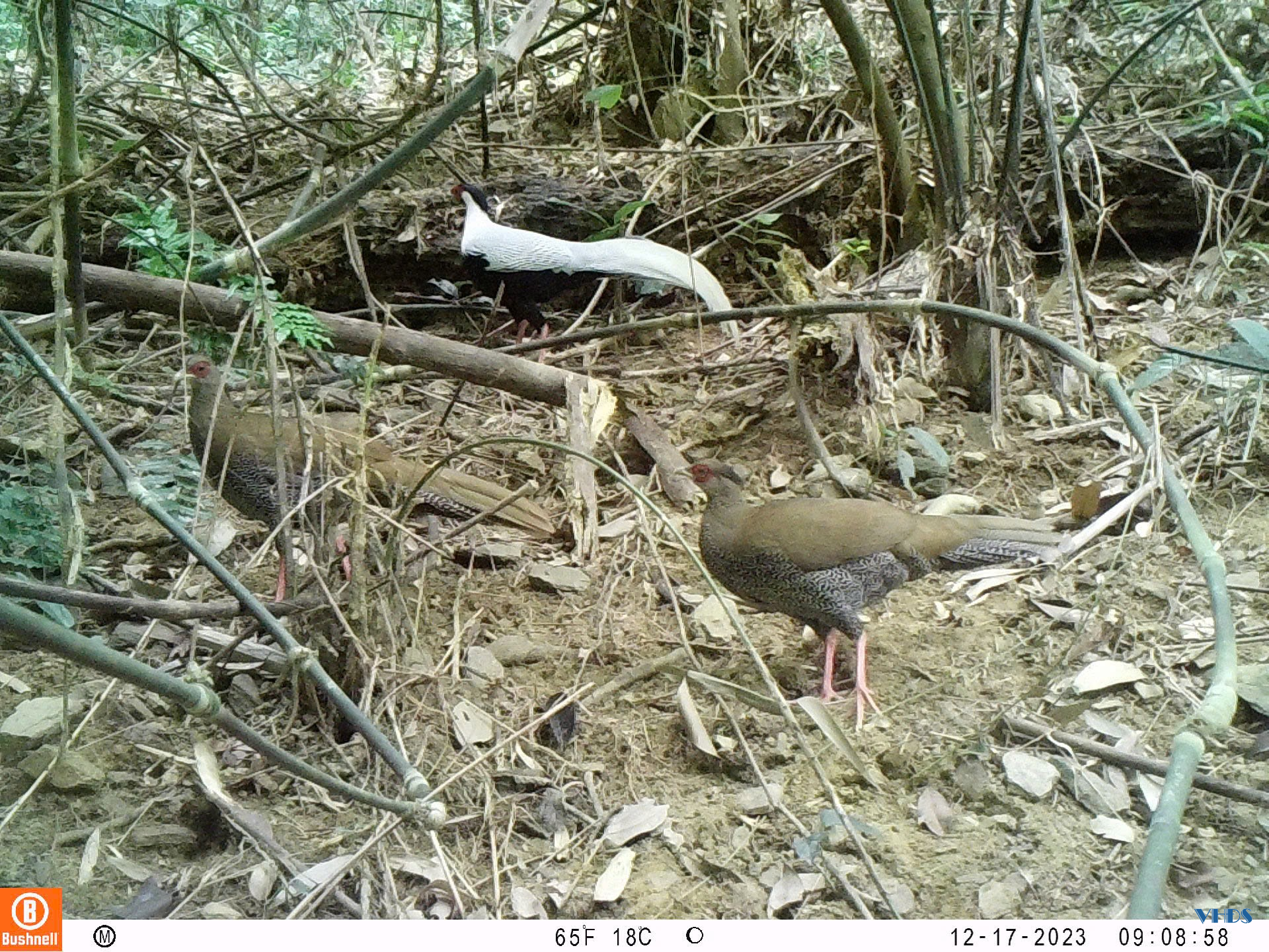 Phát hiện nhiều động vật hoang dã quý hiếm thông qua đặt bẫy ảnh tại Khu Bảo tồn Thiên nhiên Pù Hu