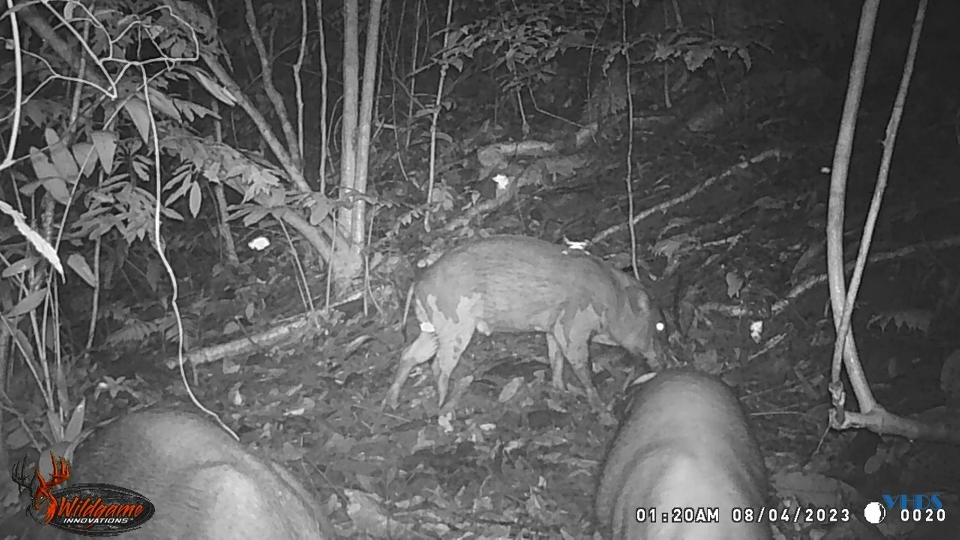 Phát hiện nhiều động vật hoang dã quý hiếm thông qua đặt bẫy ảnh tại Khu Bảo tồn Thiên nhiên Pù Hu