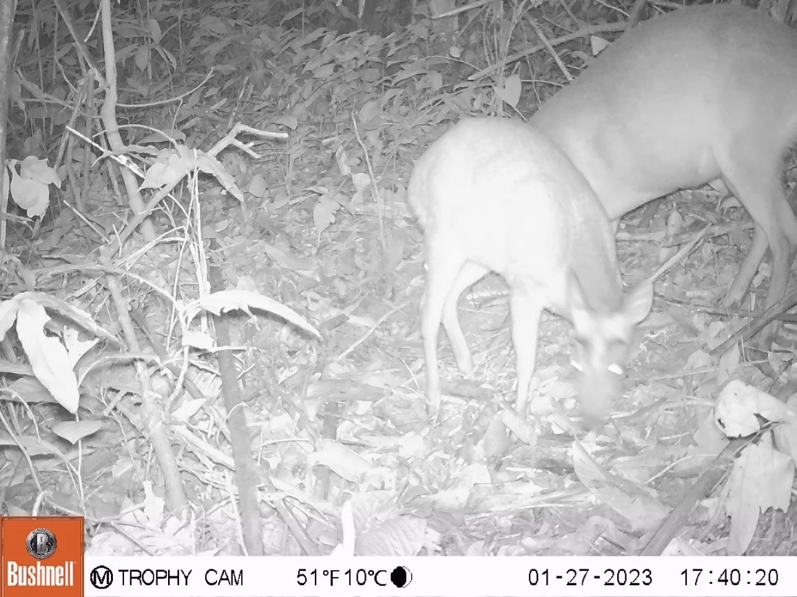 Phát hiện nhiều động vật hoang dã quý hiếm thông qua đặt bẫy ảnh tại Khu Bảo tồn Thiên nhiên Pù Hu