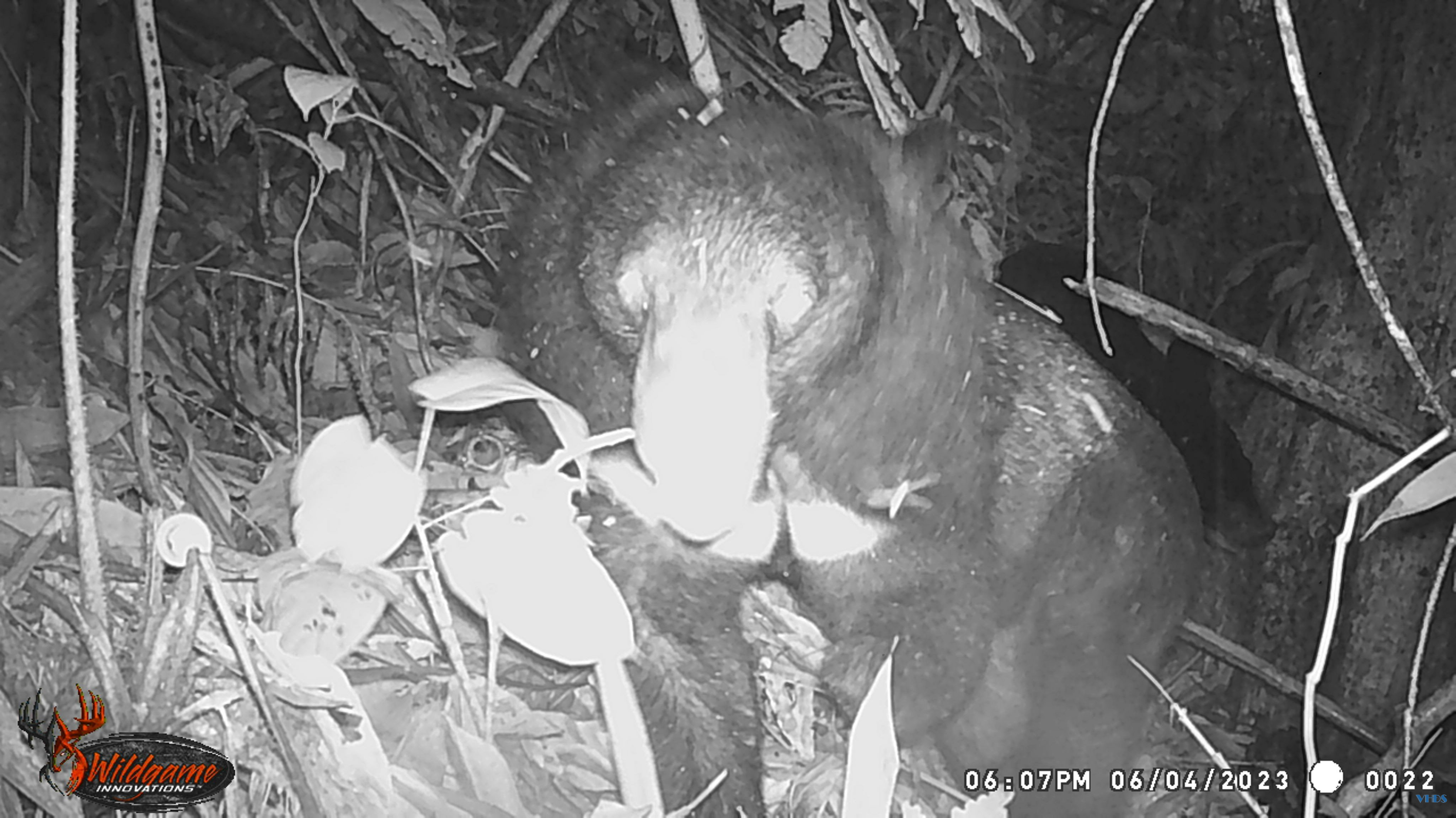 Phát hiện nhiều động vật hoang dã quý hiếm thông qua đặt bẫy ảnh tại Khu Bảo tồn Thiên nhiên Pù Hu