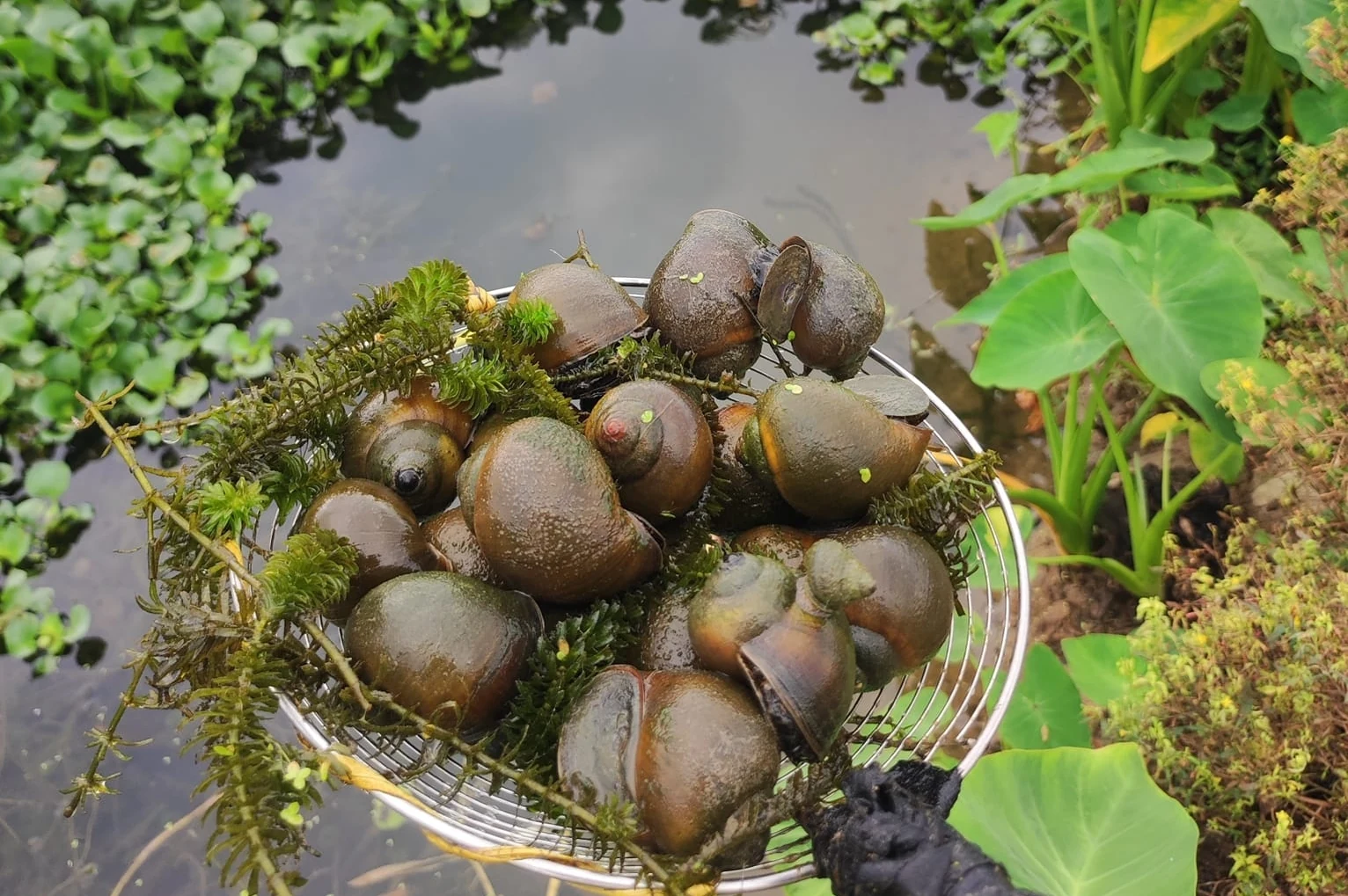 Con ốc cũng nói nên câu chuyện 