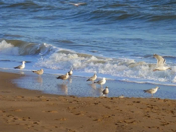 Tình biển ngày đông
