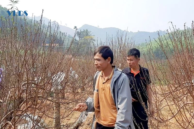 Chủ vườn đào phấn khởi khi thương lái về chốt đơn