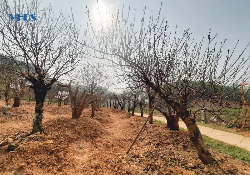 Chủ vườn đào phấn khởi khi thương lái về chốt đơn