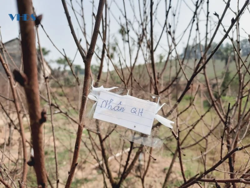 Chủ vườn đào phấn khởi khi thương lái về chốt đơn