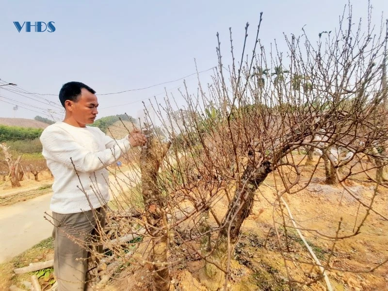 Chủ vườn đào phấn khởi khi thương lái về chốt đơn