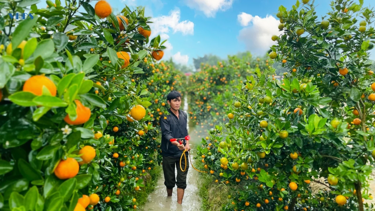 “Thủ phủ” quất cảnh xứ Thanh rực rỡ sắc vàng phục vụ Tết Ất Tỵ