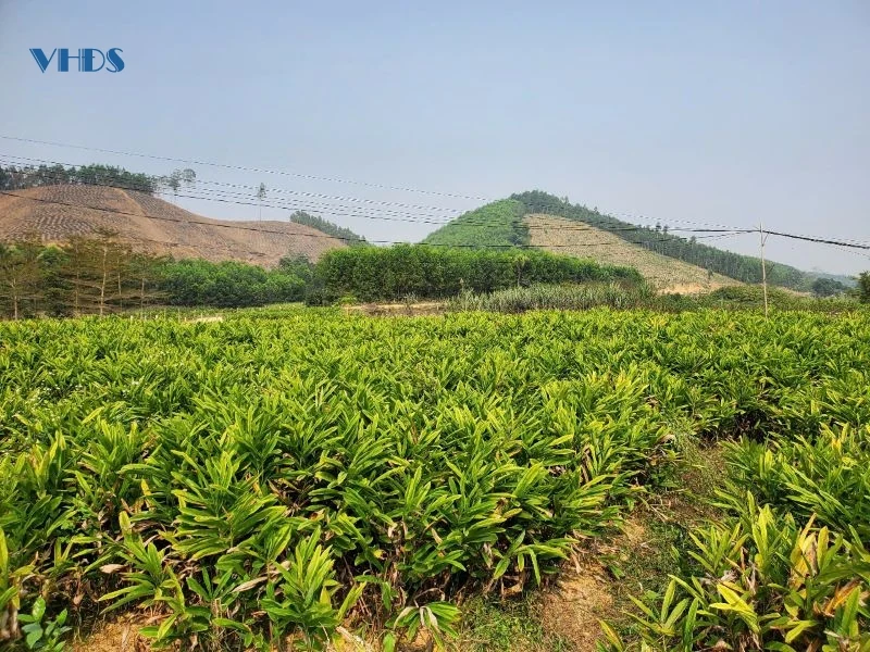 “Thủ phủ” của cây riềng