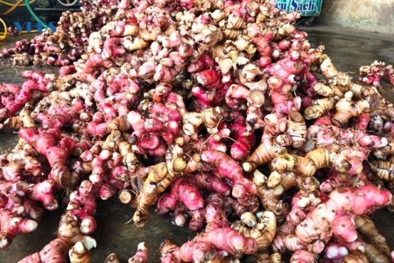 “Thủ phủ” của cây riềng