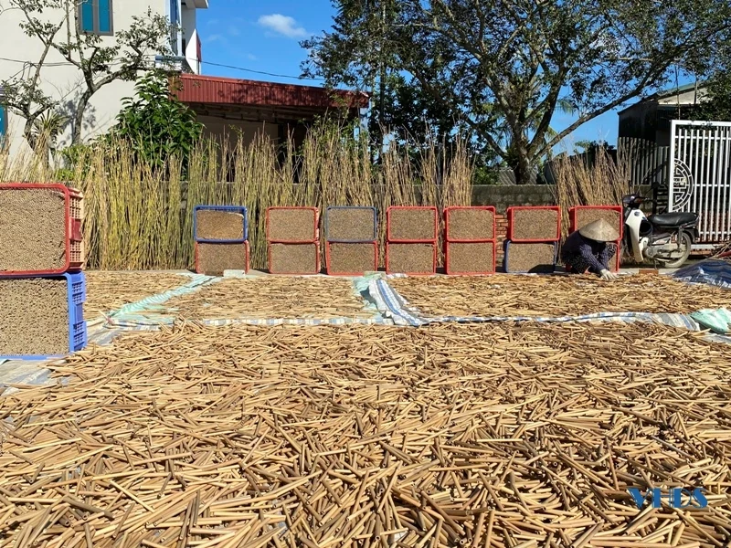 Bỏ phố về quê làm bạn với tre, trúc 