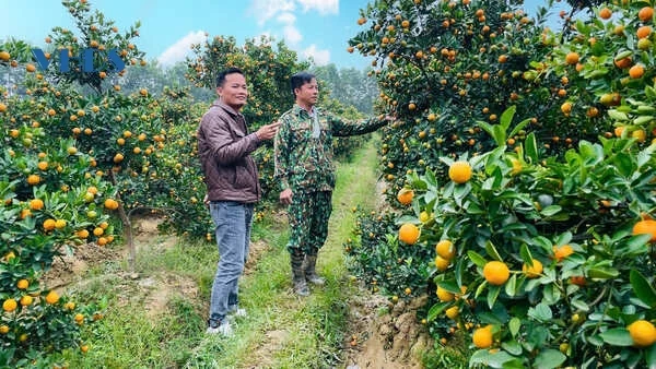 “Thủ phủ” quất cảnh xứ Thanh rực rỡ sắc vàng phục vụ Tết Ất Tỵ