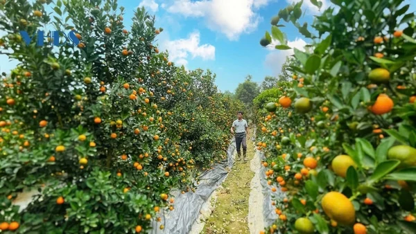 “Thủ phủ” quất cảnh xứ Thanh rực rỡ sắc vàng phục vụ Tết Ất Tỵ