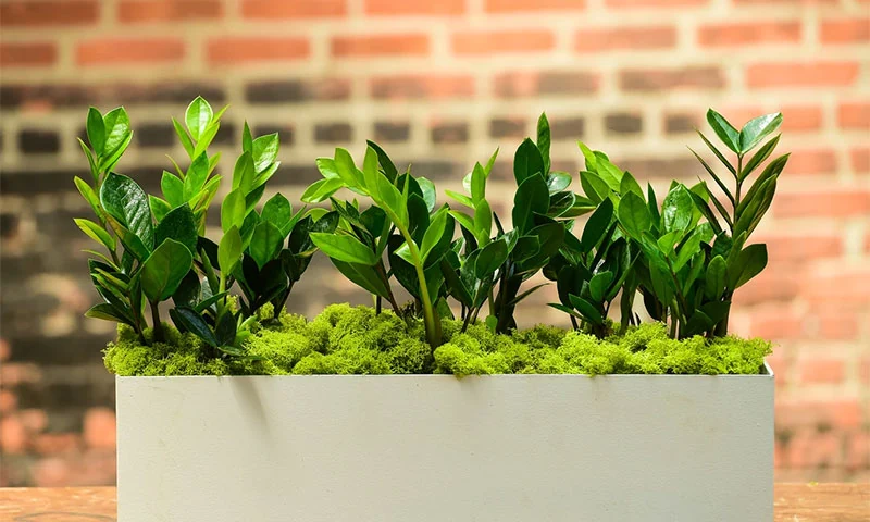 Ngược chiều tâm linh: Biết độc vẫn mua