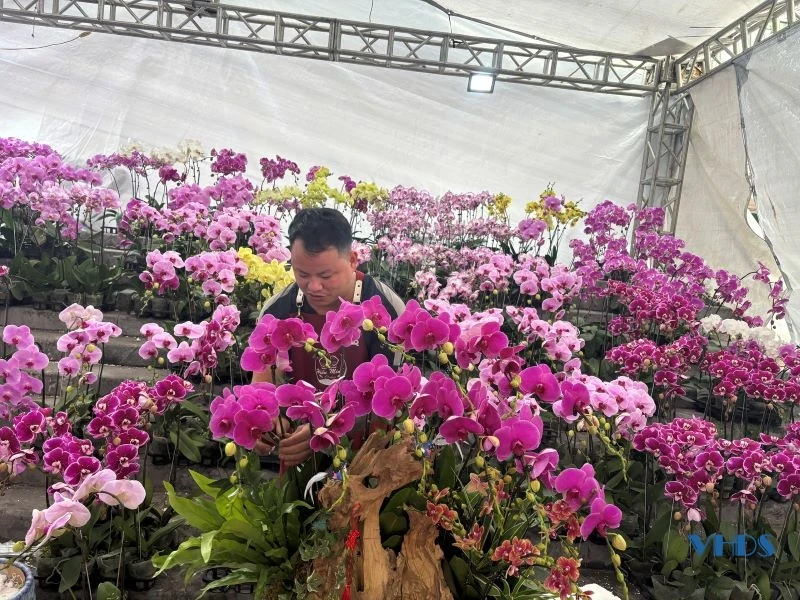 Ngắm những chậu lan “khủng” trưng bày đón Tết Ất Tỵ ở Thanh Hóa