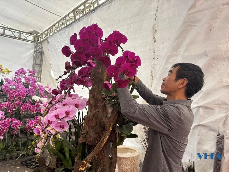 Ngắm những chậu lan “khủng” trưng bày đón Tết Ất Tỵ ở Thanh Hóa