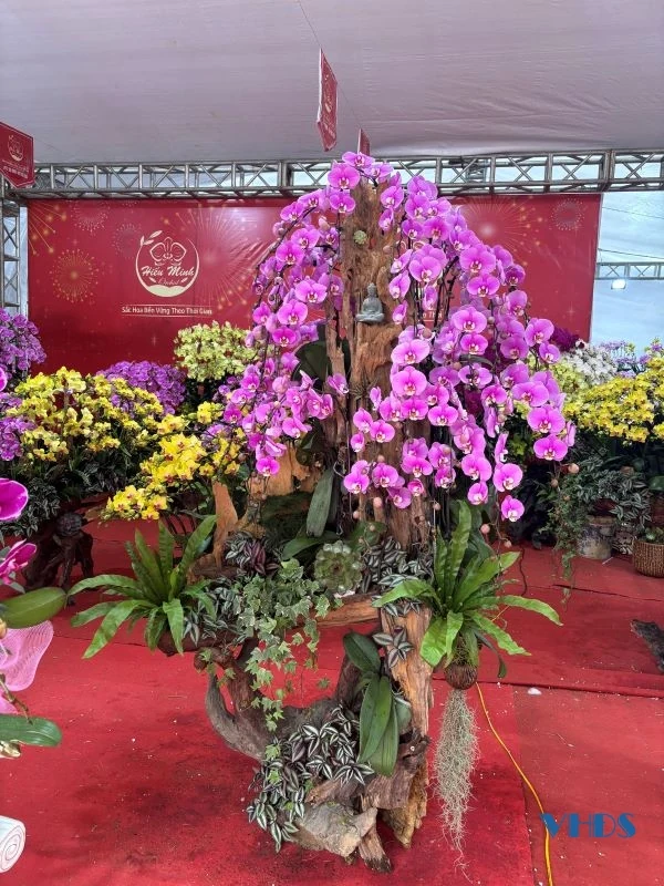 Ngắm những chậu lan “khủng” trưng bày đón Tết Ất Tỵ ở Thanh Hóa