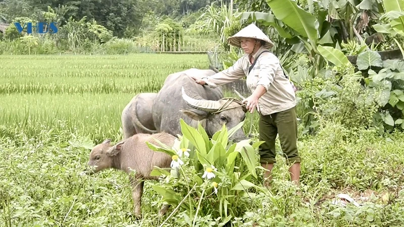 Thực hiện tốt các tiêu chí về giảm nghèo bền vững