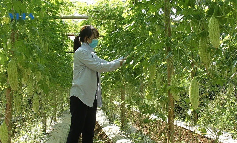 Miền xa không còn xa nữa