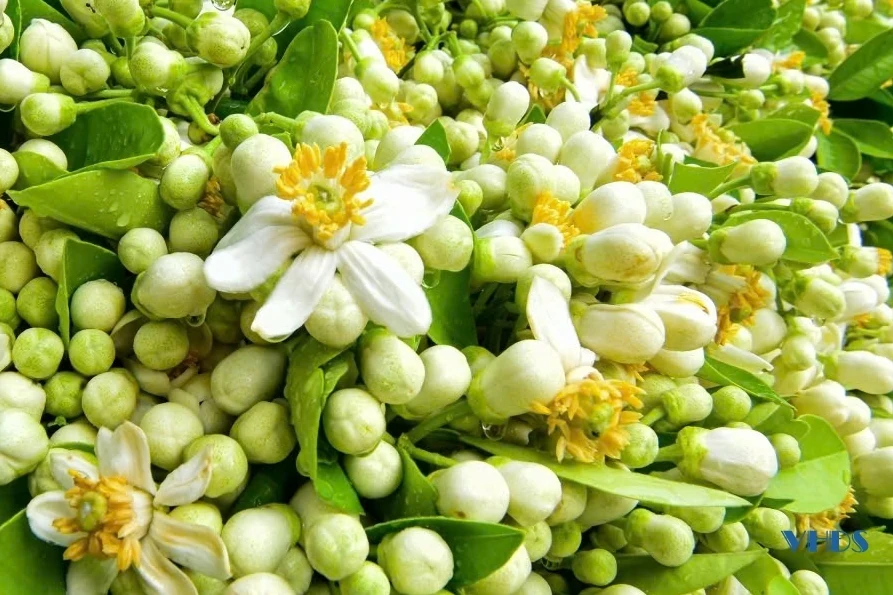 Hương sắc mùa hoa bưởi