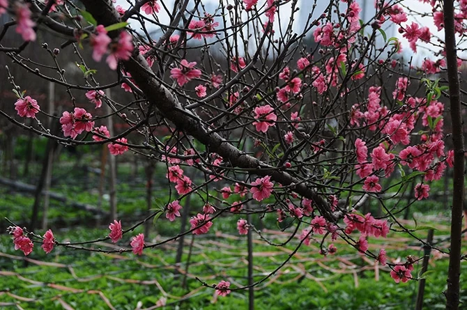 Ngàn cánh hoa bay bay...