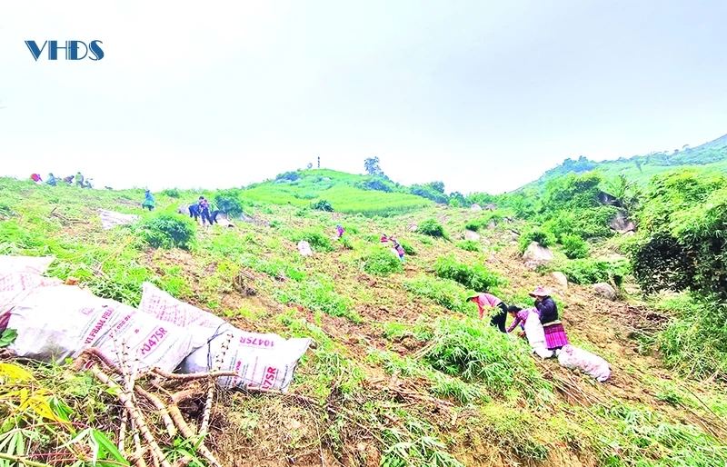 Để tiếp tục khẳng định giá trị cây sắn