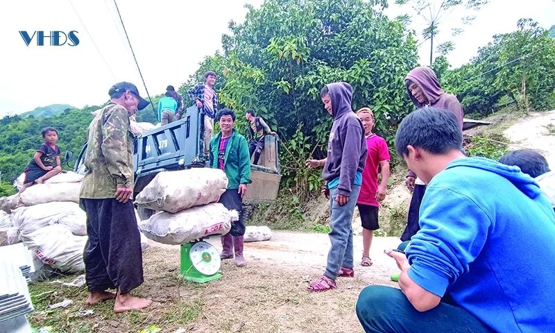 Để tiếp tục khẳng định giá trị cây sắn