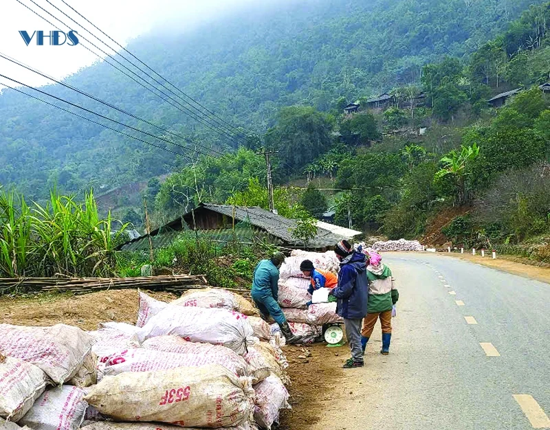 Để tiếp tục khẳng định giá trị cây sắn