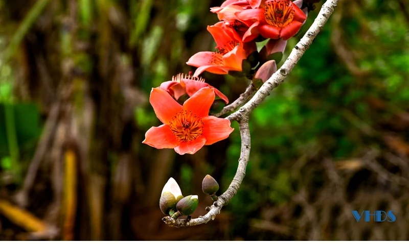 Nhìn hoa gạo nhớ ngày xưa cũ!