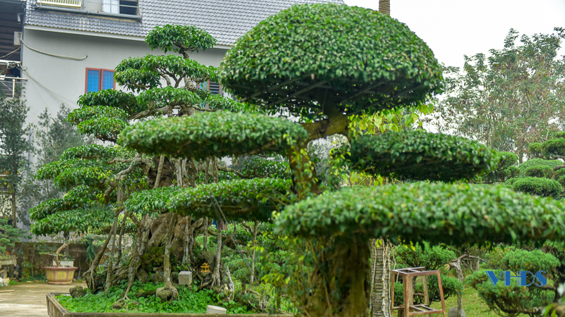 Chủ nhân vườn cây cảnh đẹp như mơ ở Triệu Sơn 