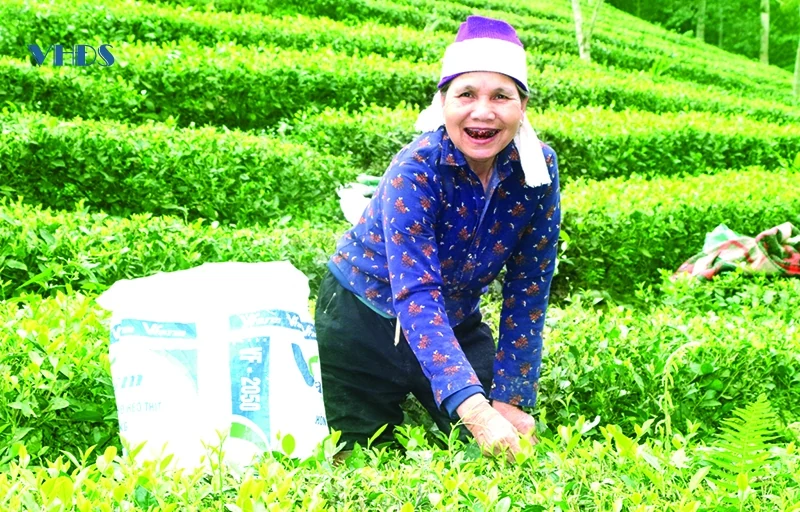 Tâm tư trên những vùng chè (Bài 2): Khi chè trở thành cây... thoát nghèo