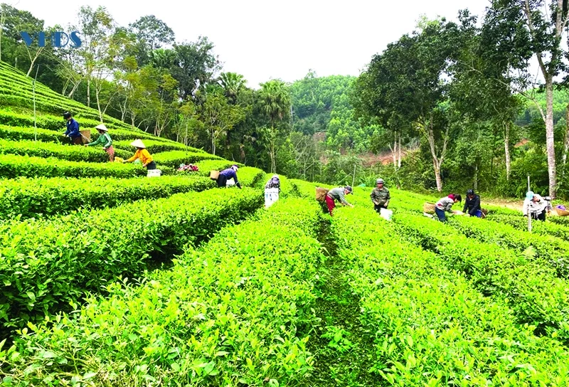 Tâm tư trên những vùng chè (Bài 2): Khi chè trở thành cây... thoát nghèo