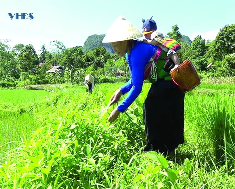 Ngày xuân như câu hát bắt đầu... (Bài 3): Phải giữ gìn trước khi phát triển...