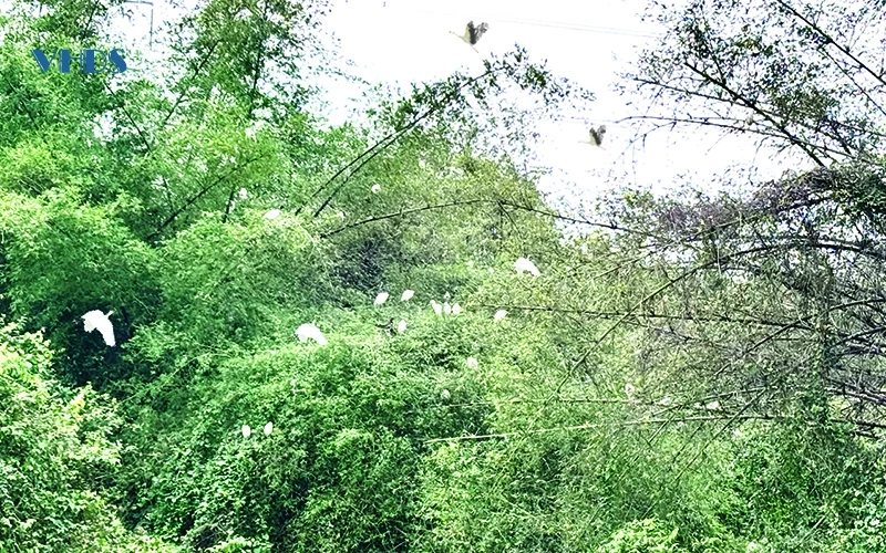 Khám phá đảo Cò