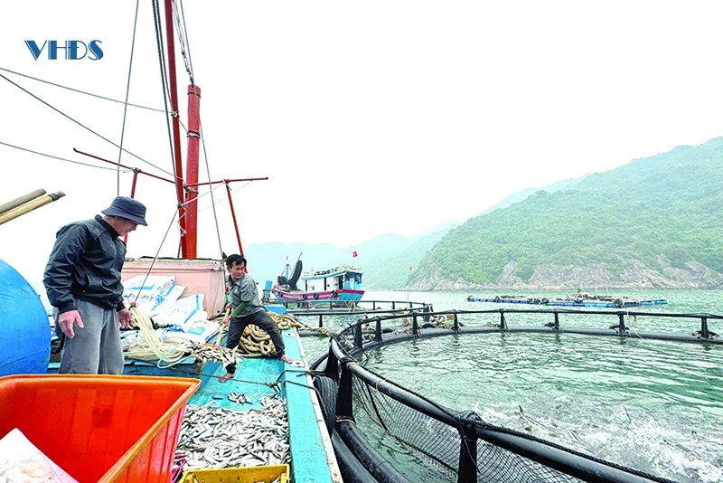 Từ “câu chuyện” nuôi cá lồng ở Đảo Mê...