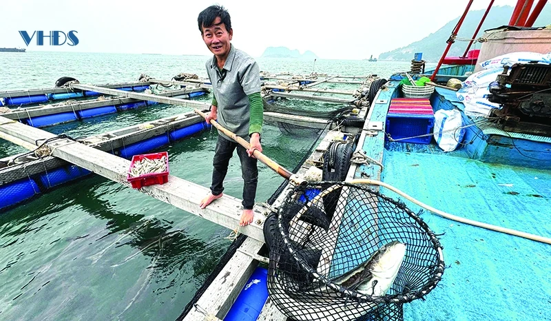 Từ “câu chuyện” nuôi cá lồng ở Đảo Mê...