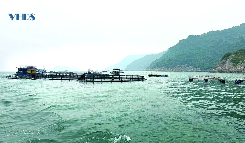 Từ “câu chuyện” nuôi cá lồng ở Đảo Mê...