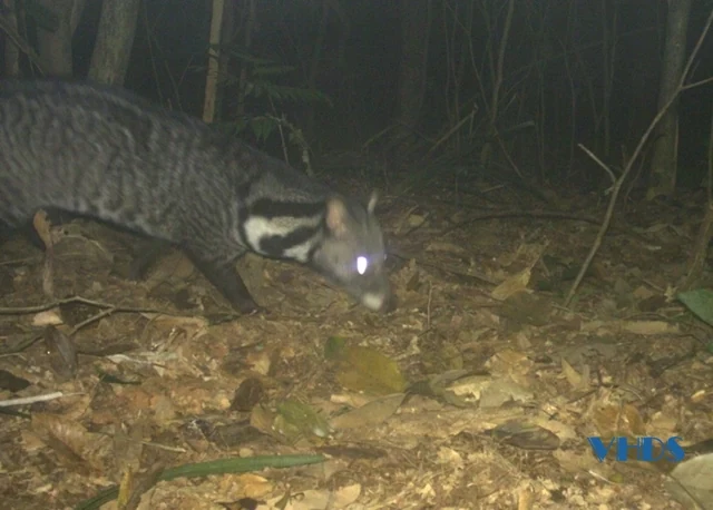 Phát hiện nhiều loài họ cầy quý hiếm tại Vườn quốc gia Xuân Liên