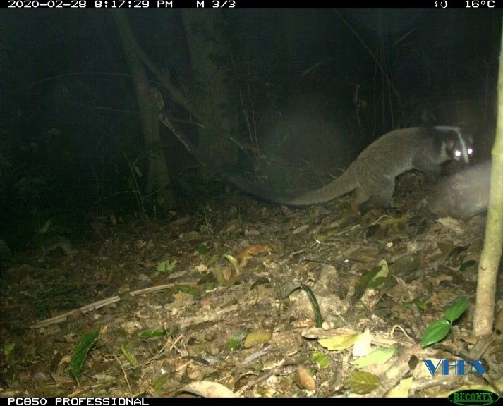 Phát hiện nhiều loài họ cầy quý hiếm tại Vườn quốc gia Xuân Liên